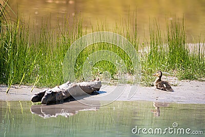 Baby duck sitting on sand bank of river with grass Stock Photo