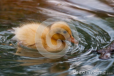 Baby duck swimming Stock Photo