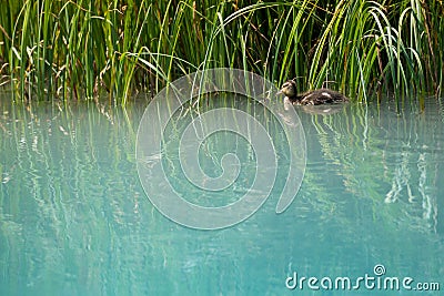 Baby duck swims along grass Stock Photo