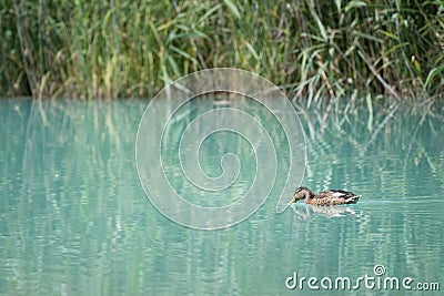 Baby duck swims from right to left before grass reeds Stock Photo