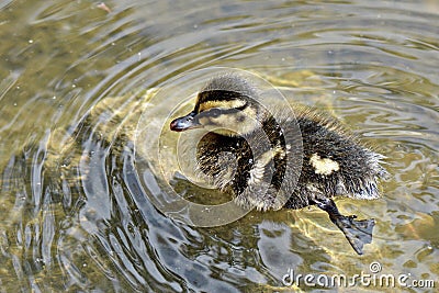 Baby duckling swimming in pond Stock Photo