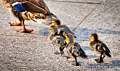 Baby ducks following their mother at the National World War II M Stock Photo