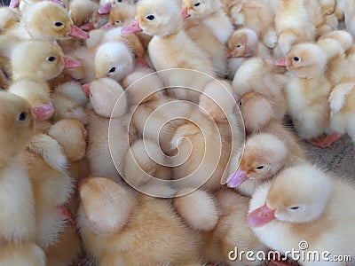 baby ducks jostling to keep warm Stock Photo