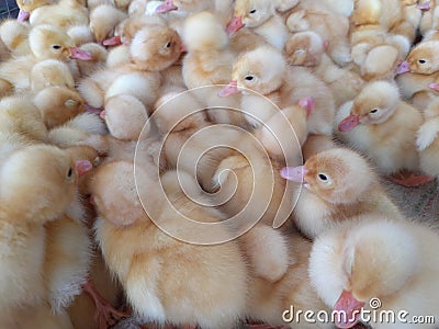 baby ducks jostling to keep warm Stock Photo