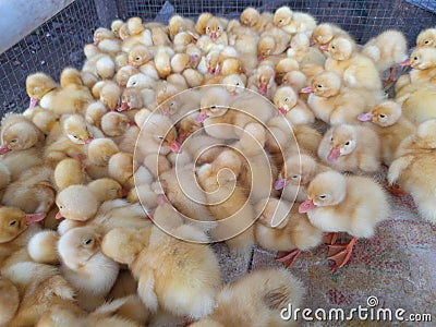 baby ducks jostling to keep warm Stock Photo