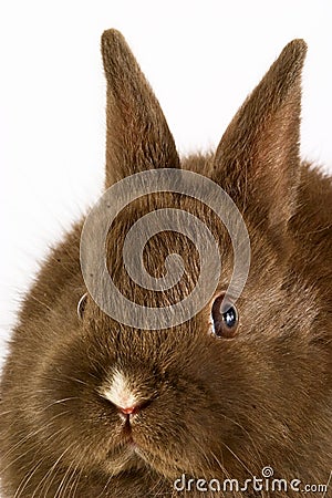 Baby easter bunny rabbit on wh Stock Photo