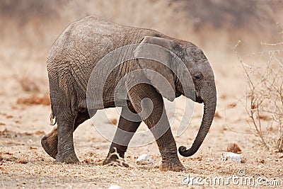 Baby elephant Stock Photo