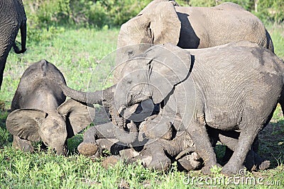 Baby Elephant Calves Play in the Mud Stock Photo