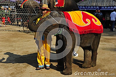 Baby Elephant, China Editorial Stock Photo