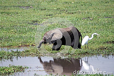 Baby elephant eating Stock Photo