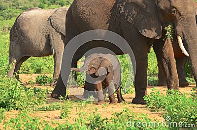 Baby elephant feeling safe Stock Photo