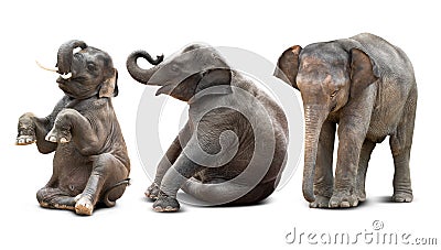 Baby elephant isolated Stock Photo