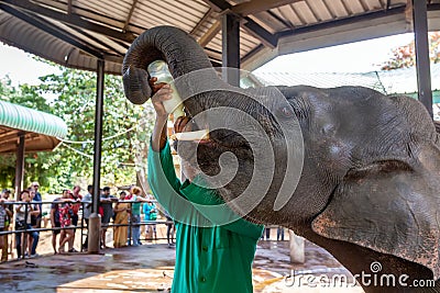 Baby elephant. A man in a green shirt feeds a baby elephant with milk Editorial Stock Photo