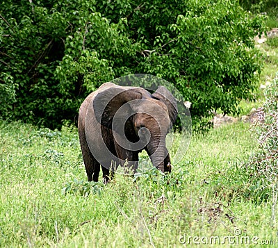 Baby Elephant, Mapungubwe, SouthAfrica, Limpopo, Wildlife Stock Photo