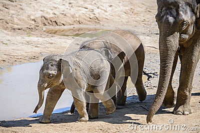 Baby elephant and mother Stock Photo