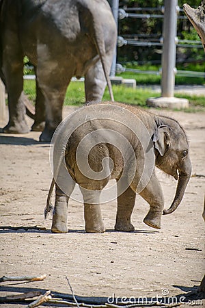 Baby elephant and mother Stock Photo