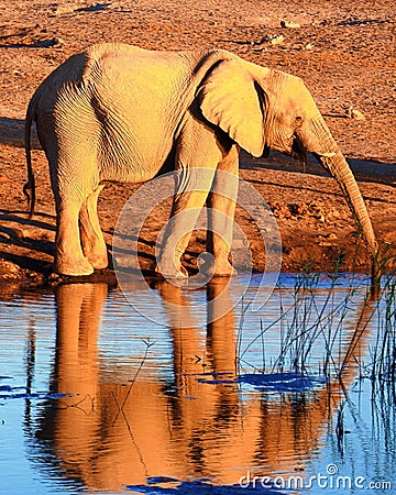 Baby elephant reflection Stock Photo