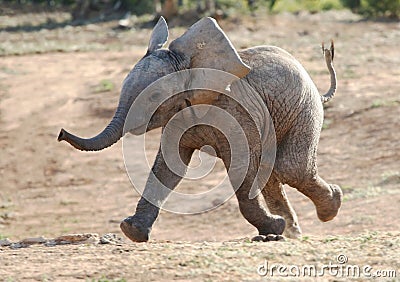 Baby Elephant Running Stock Photo