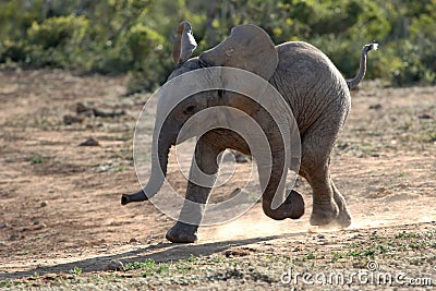 Baby Elephant Running Stock Photo