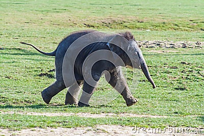 Baby Elephant Running Stock Photo