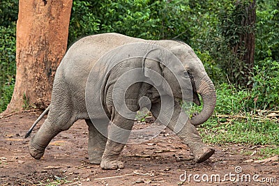 Baby Elephant Running Stock Photo