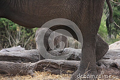 Baby elephant shelters under his mum Stock Photo