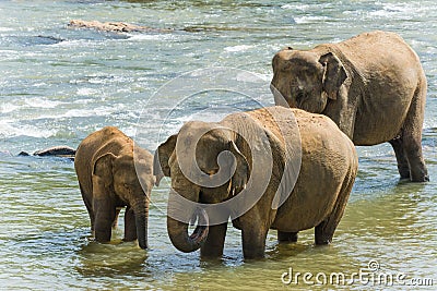 Baby elephant standing next to its mother in the water Stock Photo