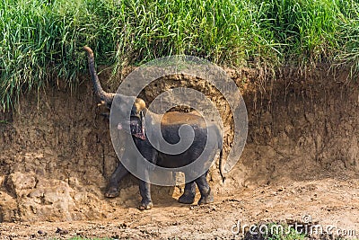 Baby elephant trying to grab the grass above him Stock Photo