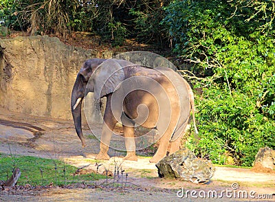 Baby Elephant walking alone Stock Photo