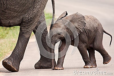 Baby elephant walking besides his mother Stock Photo