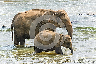 Baby elephant walking near to its mother in the water Stock Photo