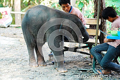 Baby Elephant Editorial Stock Photo