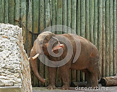 Baby Elephants Stock Photo