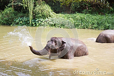 Baby elephants play in the water with fun Stock Photo