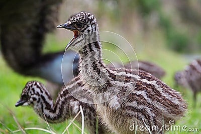 Baby Emu chick close up mouth open Stock Photo