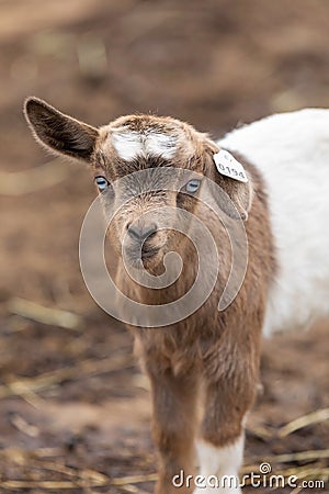 Baby fainting goat with blue eyes and ear tag Stock Photo