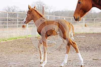Foal and mare on horse farm Stock Photo