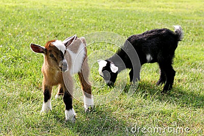 Baby Farm Goats Eating Grass Stock Photo