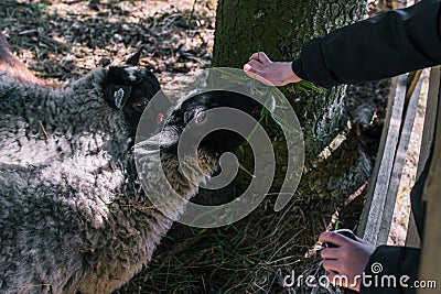 The baby feeds sheep grass. In the hands of holding a bunch of green grass. Sheep on a farm behind wooden fences. Agriculture Stock Photo