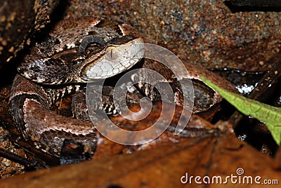 Baby fer de lance snake in Costa Rica Stock Photo