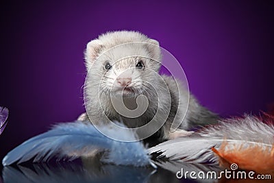 Baby Ferret portrait in colored feathers Stock Photo