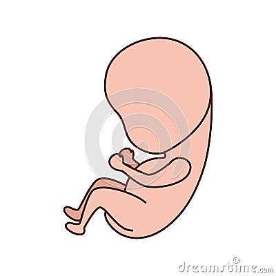 Baby fetus pregnancy isolated icon Vector Illustration