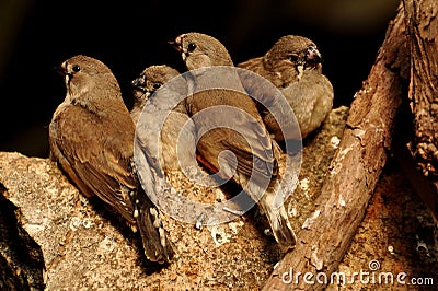 Baby Finches Stock Photo