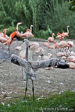 Baby flamingo Stock Photo