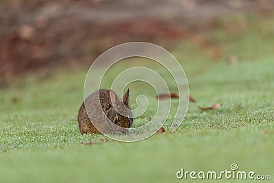 Baby Florida Marsh Rabbit Sylvilagus palustris Stock Photo