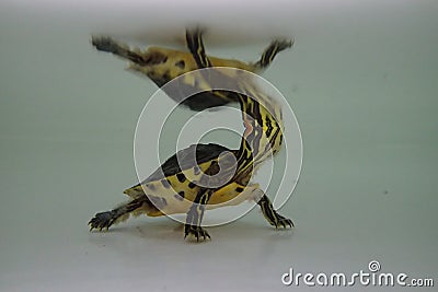 Baby Florida turtle living underwater Stock Photo