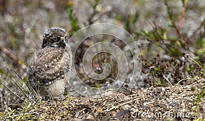 Baby fluff highlights winsome Burrowing Owl chick Stock Photo