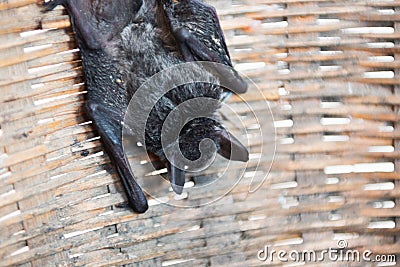 Baby flying bat hanging on basket Stock Photo