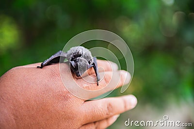 Baby flying bat sleeping and holding on hand Stock Photo