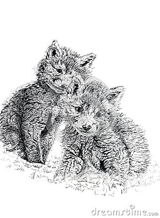 Baby Fox Cubs Cartoon Illustration